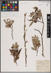 Foto von Salix aurita L. x Salix caprea L. x Salix viminalis L.